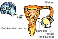 Grafische Darstellung v. Gebärmutter und Eileitern